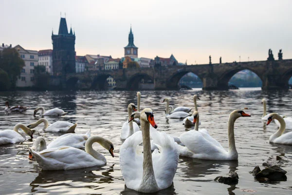 Prag Charles Köprüsü