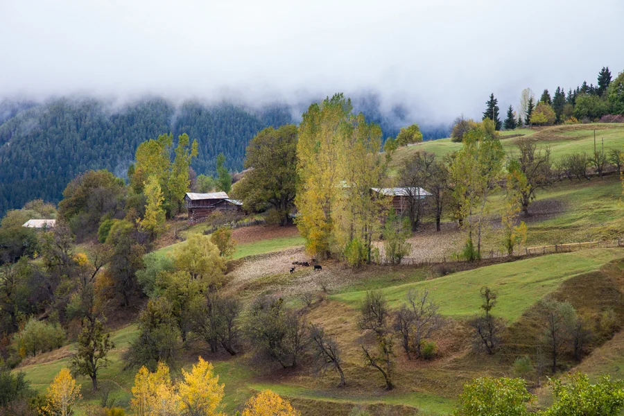 Şavşat